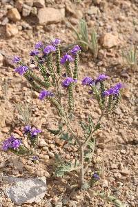 Phacelia crenulata image