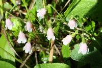 Linnaea borealis image