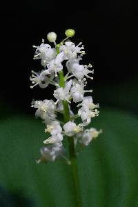 Maianthemum dilatatum image