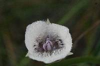 Calochortus tolmiei image