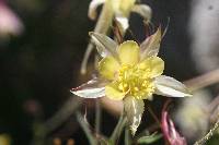 Aquilegia pubescens image