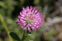 Trifolium pratense image