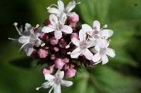 Valeriana sitchensis image