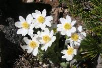 Anemone drummondii image