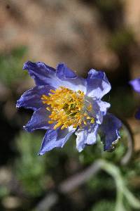 Anemone drummondii image