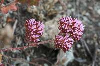 Chorizanthe palmeri image