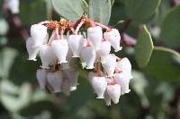 Arctostaphylos viscida image