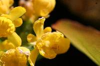 Berberis aquifolium var. repens image