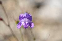 Penstemon scapoides image