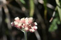 Antennaria rosea image