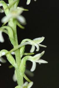 Piperia transversa image