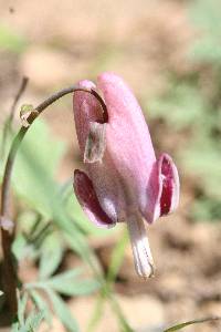 Dicentra pauciflora image