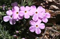 Phlox austromontana image