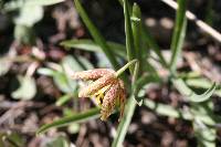 Fritillaria atropurpurea image