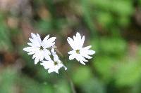 Lithophragma glabrum image