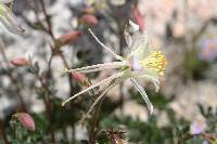 Aquilegia pubescens image