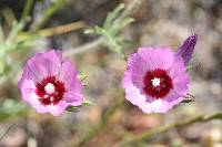 Sidalcea diploscypha image