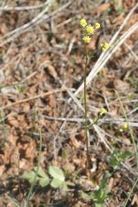 Sanicula bipinnata image