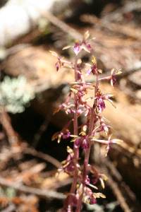 Corallorhiza mertensiana image