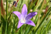 Campanula wilkinsiana image