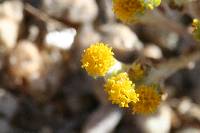 Eriophyllum pringlei image