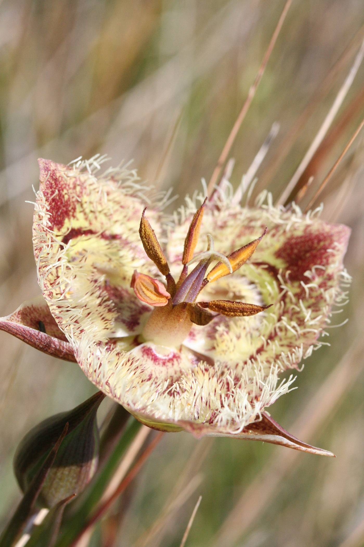 Calochortus tiburonensis image