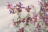 Scutellaria mexicana image