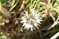 Achyrachaena mollis image