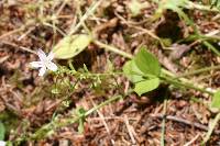 Claytonia sibirica image