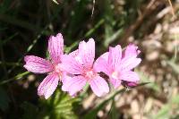 Sidalcea malviflora image