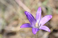 Calochortus elegans image