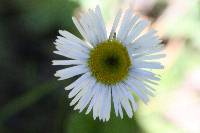 Erigeron coulteri image