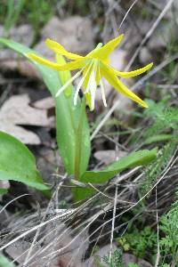 Erythronium grandiflorum image