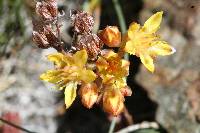 Sedum lanceolatum image