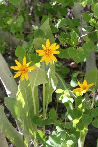 Wyethia mollis image