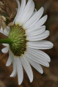 Leucanthemum vulgare image