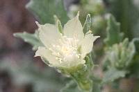 Mentzelia involucrata image