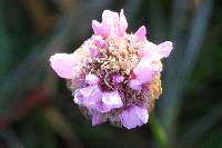 Armeria maritima image