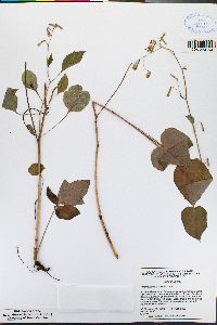 Lactuca quercina subsp. quercina image