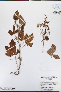 Lactuca quercina subsp. quercina image