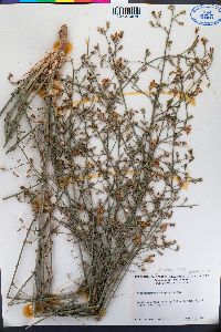 Stephanomeria elata image