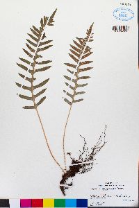 Polypodium glycyrrhiza image