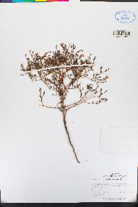 Stephanomeria exigua image