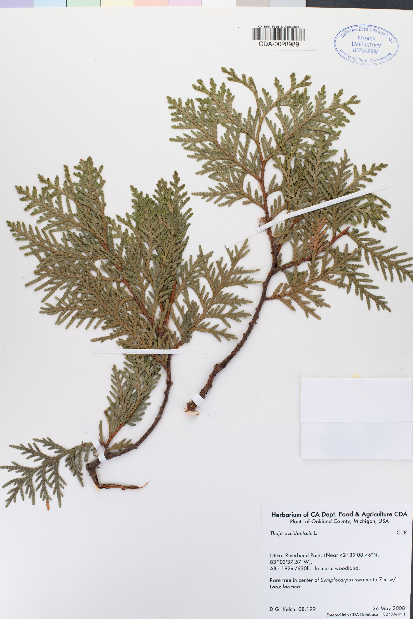 Thuja occidentalis image