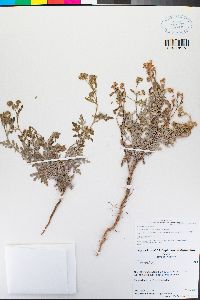 Parthenium hysterophorus image