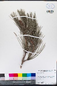 Pinus muricata image