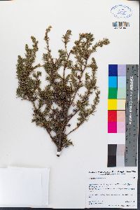 Juniperus communis image