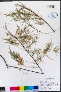 Tamarix ramosissima image