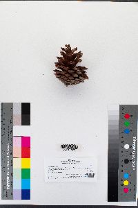 Pinus halepensis image