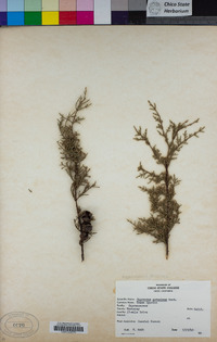 Hesperocyparis goveniana image